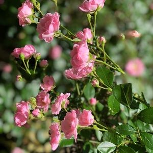 Meet your Posher, Susan kay